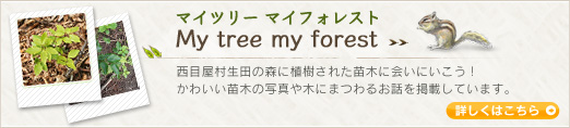 マイツリー マイフォレスト My tree my forest 西目屋村生田の森に植樹された苗木に会いにいこう！かわいい苗木の写真や木にまつわるお話を掲載しています。詳しくはこちら